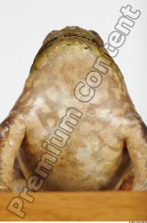 Bullfrog Rana catesbeiana 0058
